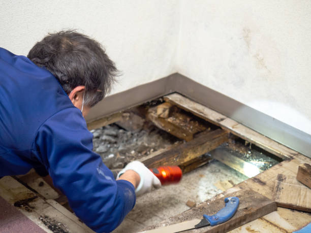 Best Attic Mold Removal  in Lima, OH