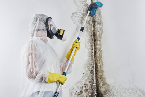 Attic Mold Removal in Lima, OH