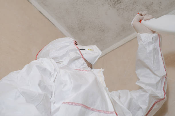 Office Mold Removal Services in Lima, OH