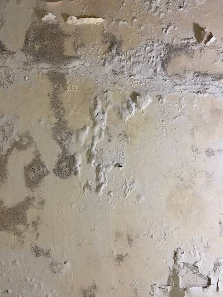 Mold Testing and Removal in Lima, OH
