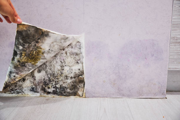 Best Attic Mold Removal  in Lima, OH